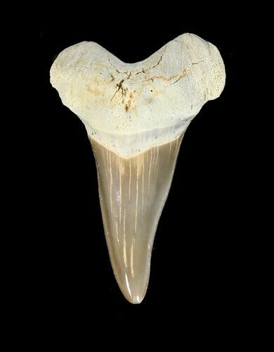 Cretoxyrhina Shark Tooth - Kansas #42953